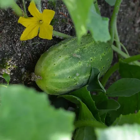 Villa Wyspa Swierkow *