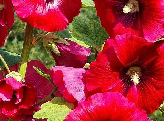 Villa Wyspa Swierkow