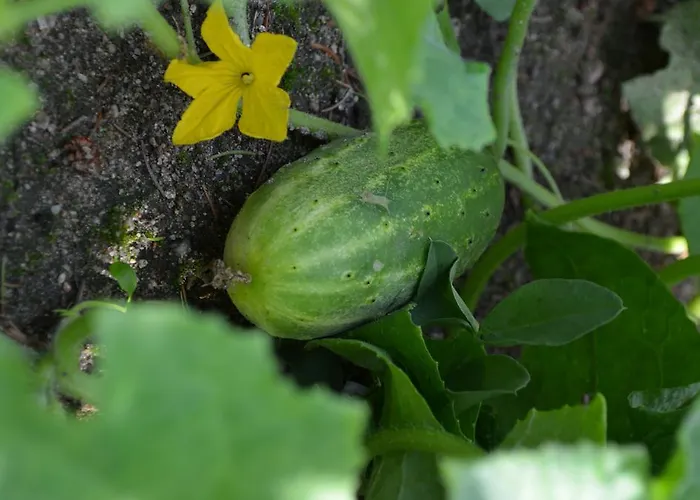 Villa Wyspa Swierkow *