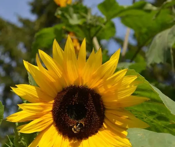 Wyspa Swierkow Lipusz