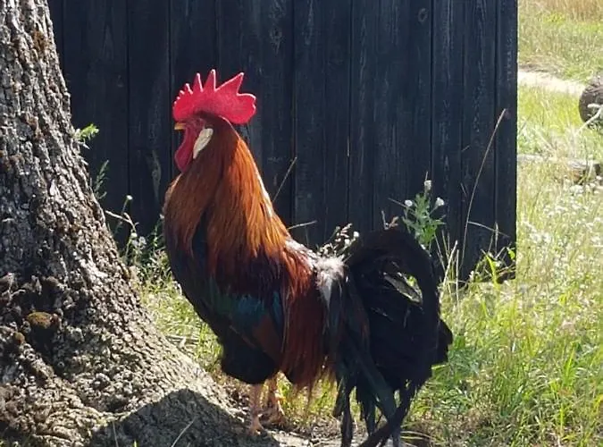 Villa Wyspa Swierkow